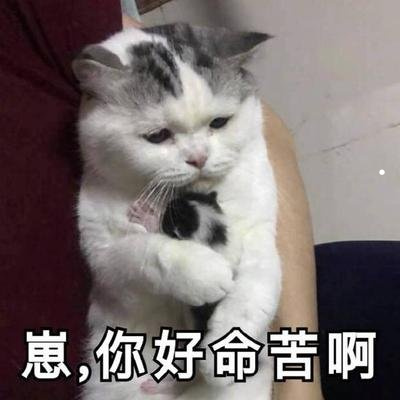 寒兰名贵品种