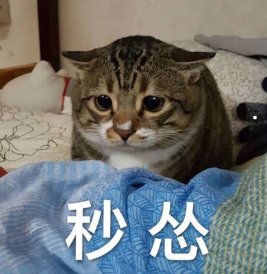 比特币云养猫