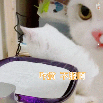 猫咪趴在猫砂盆不出来
