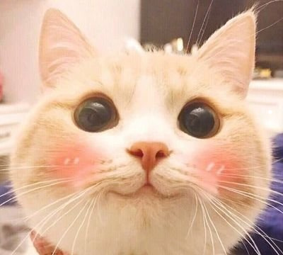 漂亮的猫猫图片