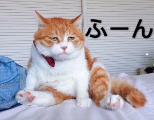 英短养起来贵吗
