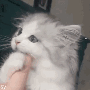 猫咪秃了一块不是猫癣