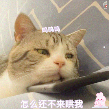 猫走失了会想主人吗