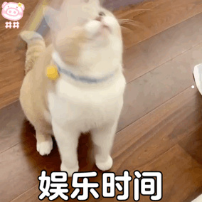 猫送不出去又不想养了