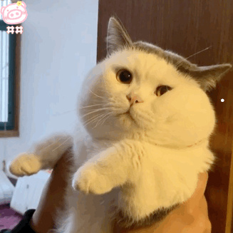 各种各样猫的品种