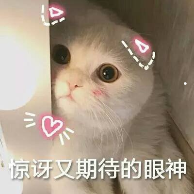图片猫咪大全可爱图片大全