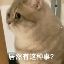 养2个猫好不好