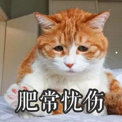 幼犬金毛图片