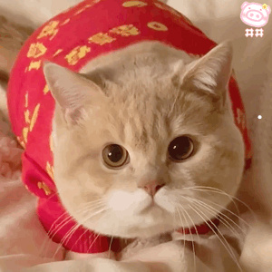 小花猫图片大全