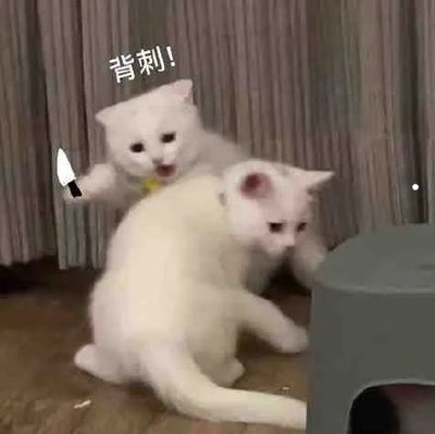 什么猫性格好不掉毛