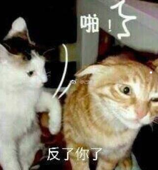 小猫睡猫砂盆是因为冷吗
