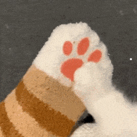 猫可以拿去哪里卖