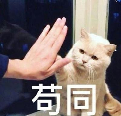 猫鼻支最便宜的治疗方法