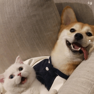 可以用猫叫声吓跑老鼠吗