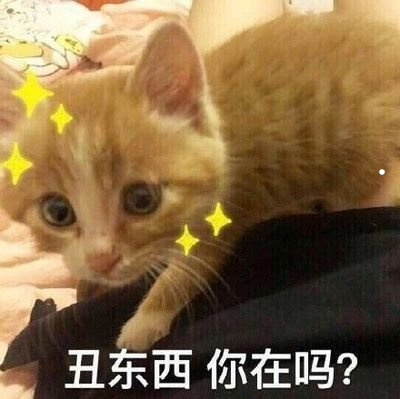 爱叫的猫咪是什么性格