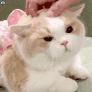 猫咪哪个品种粘人