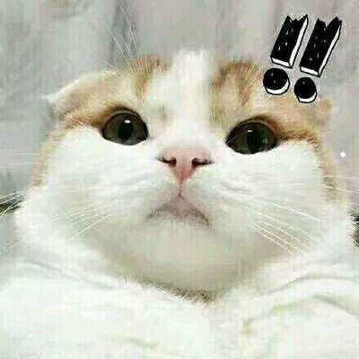 猫图片头像