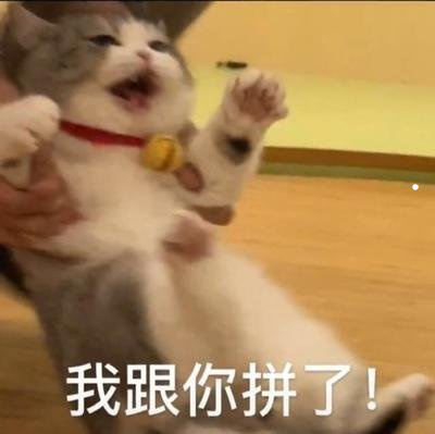 想把猫咪卖掉怎么卖