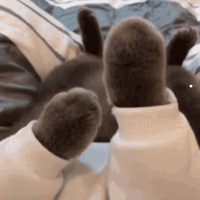 哪里买小猫