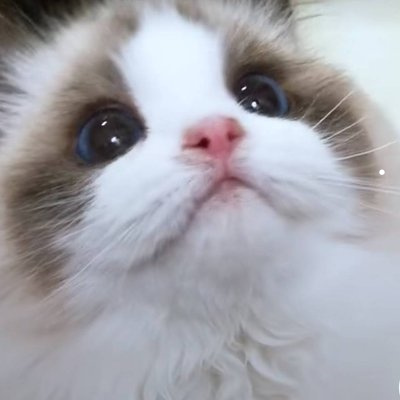 猫最喜欢的食物