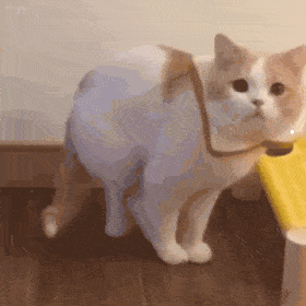 猫的价格大全及图片