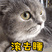 怎样可以防止猫咪脱毛