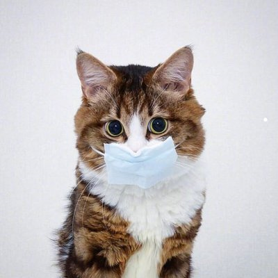 中华田园猫花色名称