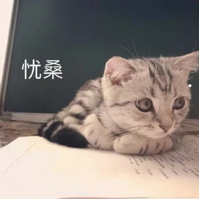 头很圆胖的是什么猫