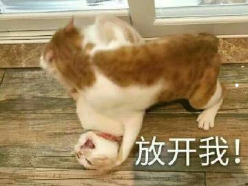 美短不让抱