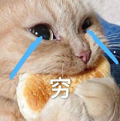 家养猫咪品种排名