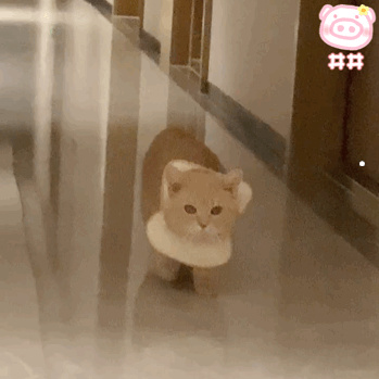 被家养的猫抓出血怎么办
