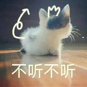 懒人养什么中型犬
