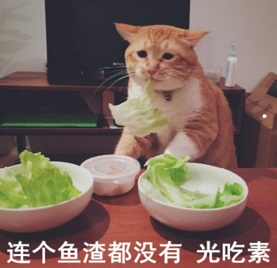 猫嗷呜嗷呜的意思
