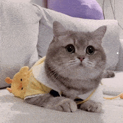猫带回农村老家会跑掉吗