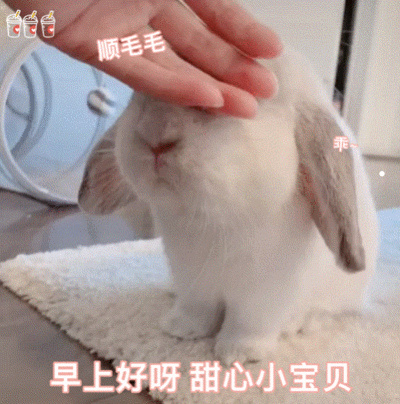 猫的价格大全最便宜