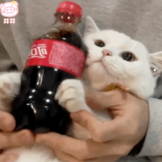 布偶猫唯美高清壁纸