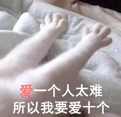 托运狗狗的物流公司