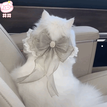一个多月的小土猫怎么养
