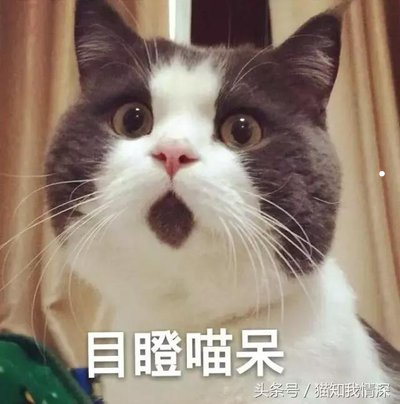 主流猫品种
