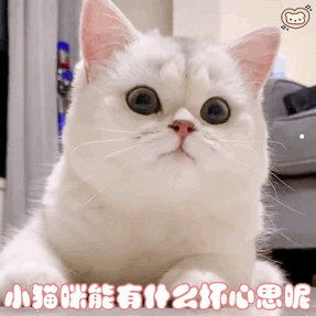 银渐层背毛发黄