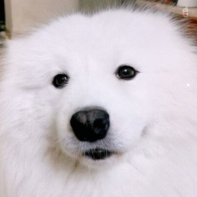 猫咪会和人有感情吗