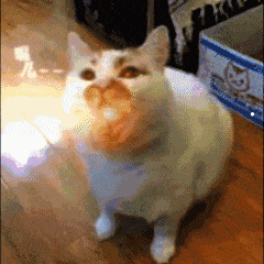 布偶猫大概多久洗一次澡
