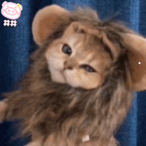 猫和人相处多久才会感情
