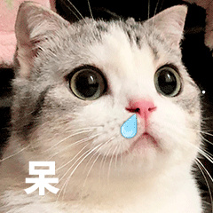 哪种猫咪最可爱最听话