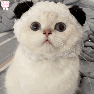 家里的猫不想养了怎么处置