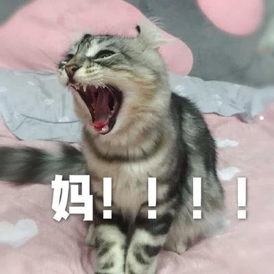 农村养的小土猫能跟家猫混养吗