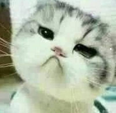猫泌尿感染吃什么药