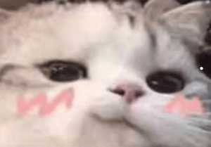 什么宠物好养不臭