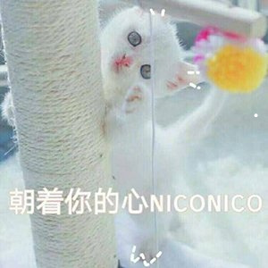 猫咪为什么疯狂刨猫砂