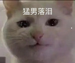 猫猫价格